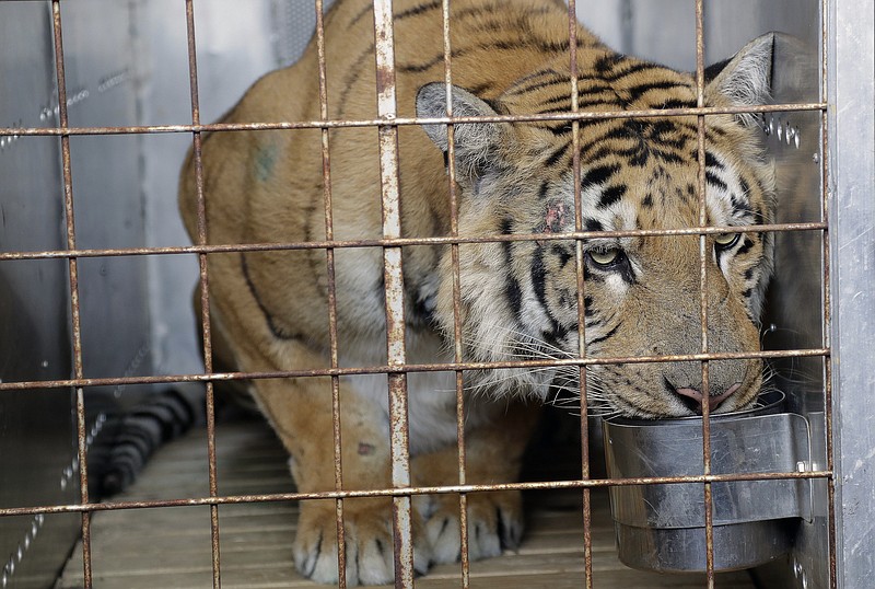 
              Laziz the tiger drinks water in a cage upon arrival at O.R Tambo international airport in Johannesburg, South Africa, Thursday, Aug. 25, 2016. Laziz is one of the 15 animals who were removed and rescued by an international charity from the Gaza Strip's main zoo, dubbed "the worst in the world." (AP Photo/Themba Hadebe)
            
