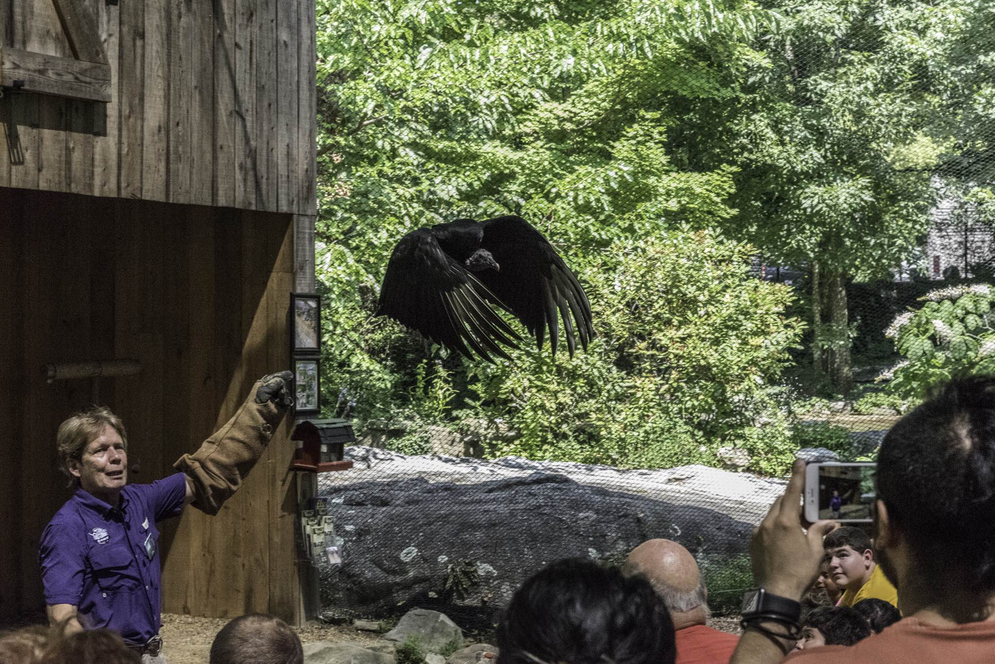 Birds of prey: Meet the Rock City Raptors