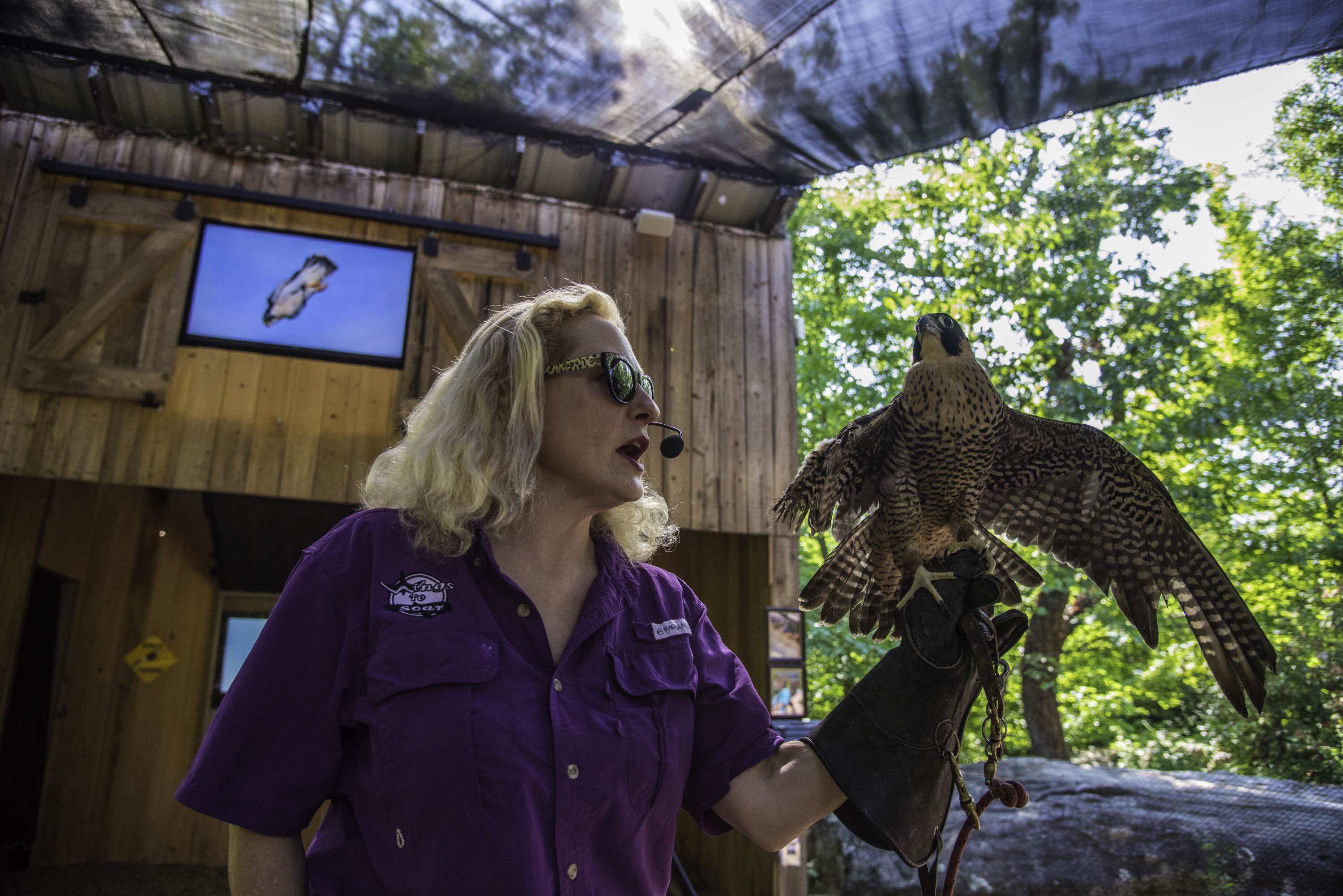 Wings to Soar co-founder Dale Kernahan with a non-releasable peregrine falcon named Vika, rescued in Texas after a severe crash that shattered his wing. Peregrine falcons are the fastest animals in the world. Before his injury, Vika could have reached speeds up to 240 mph. (Contributed photo by Jennifer Woods)