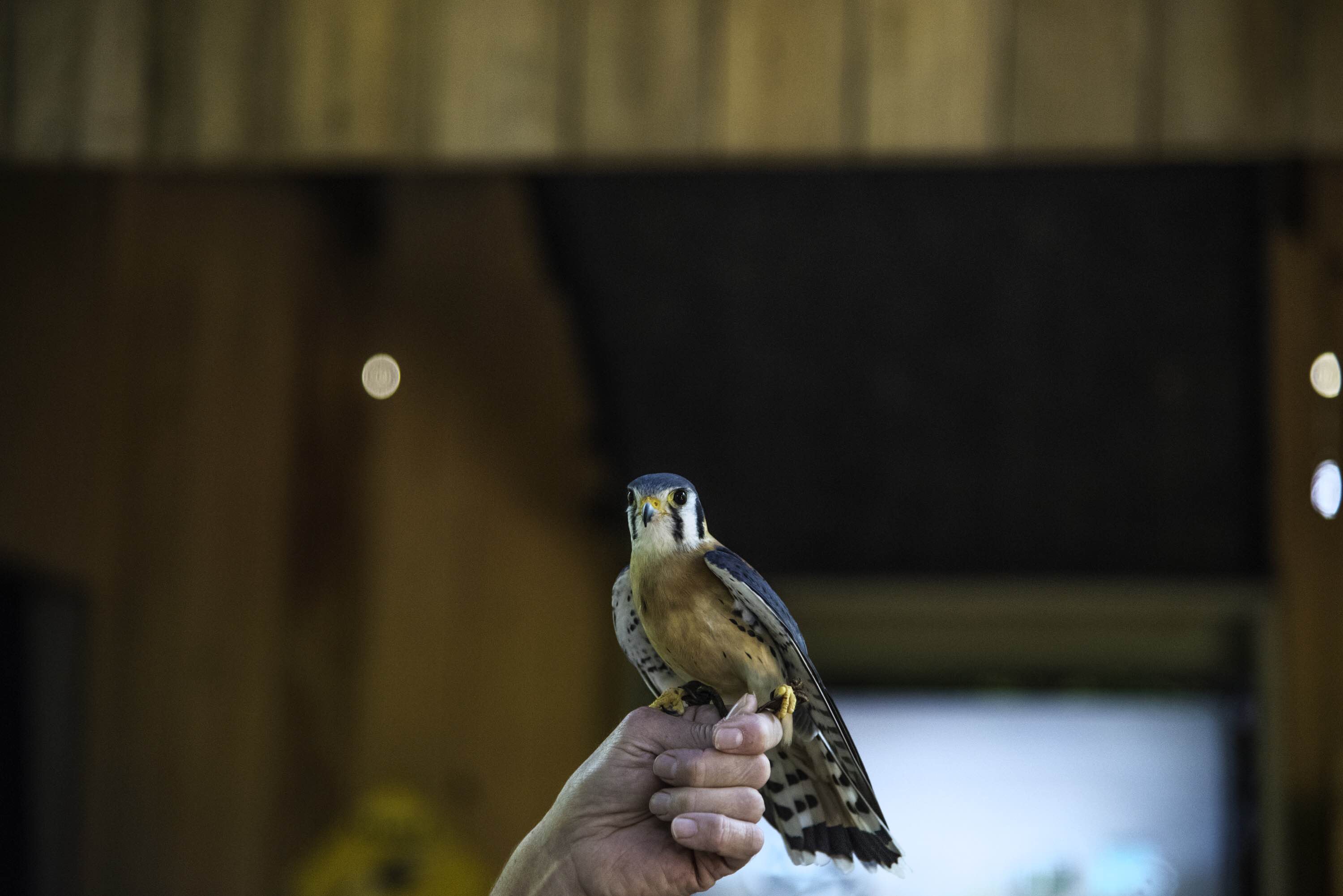 Birds of prey: Meet the Rock City Raptors