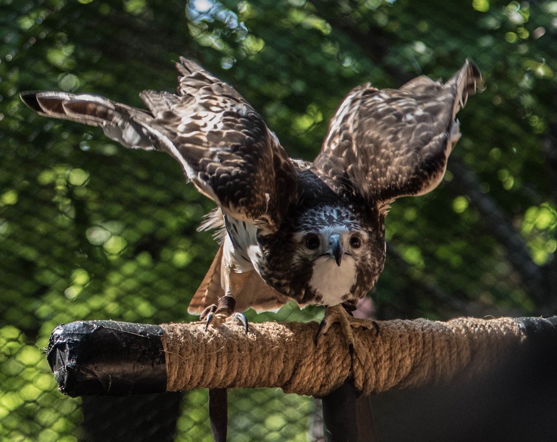 Birds of prey: Meet the Rock City Raptors