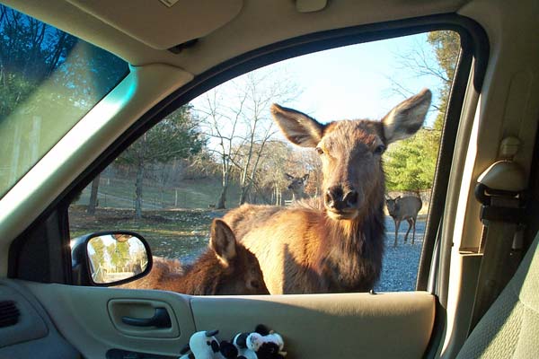 Visit six continents in one day at Briarwood Auto Safari.