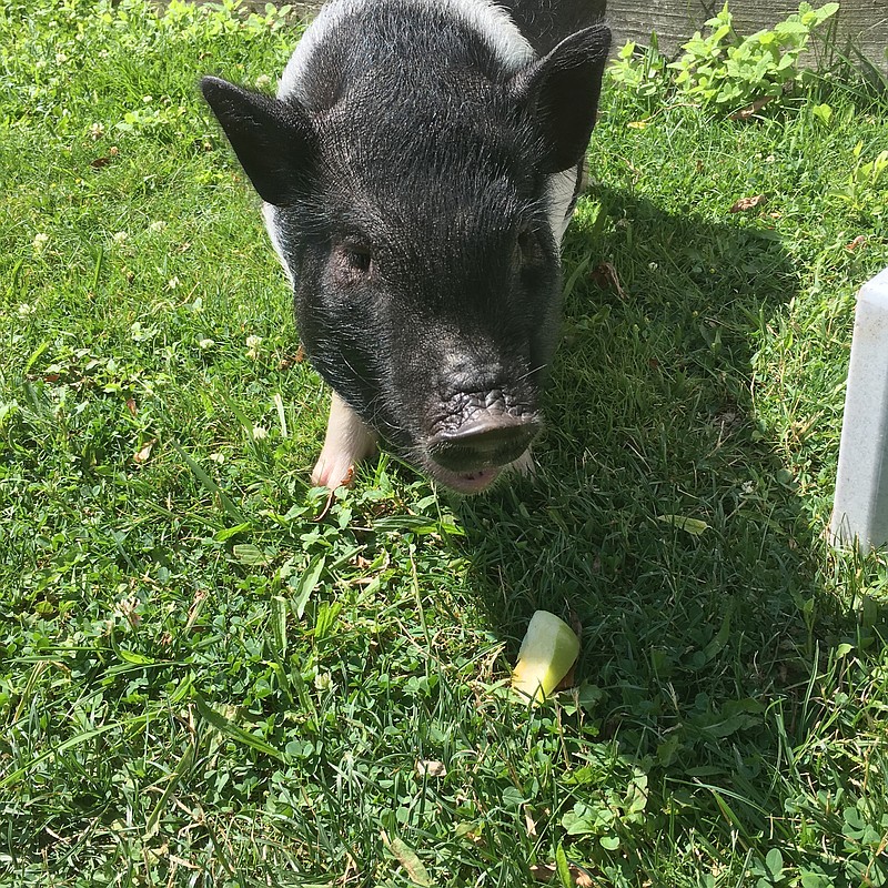 
              In this June 26, 2016 photo, a Vietnamese potbellied pig named Charlotte walks in Katie Manni's backyard in Aliquippa, Pa. Katie Manni and her fiance Edward Perry are offering a $500 reward for the safe return of their missing Vietnamese potbellied pig named Charlotte, last seen July 11, 2016. Charlotte also serves as a therapy animal at Beaver Elder Care & Rehab Center in Aliquippa, Pa. (Katie Manni via AP)
            