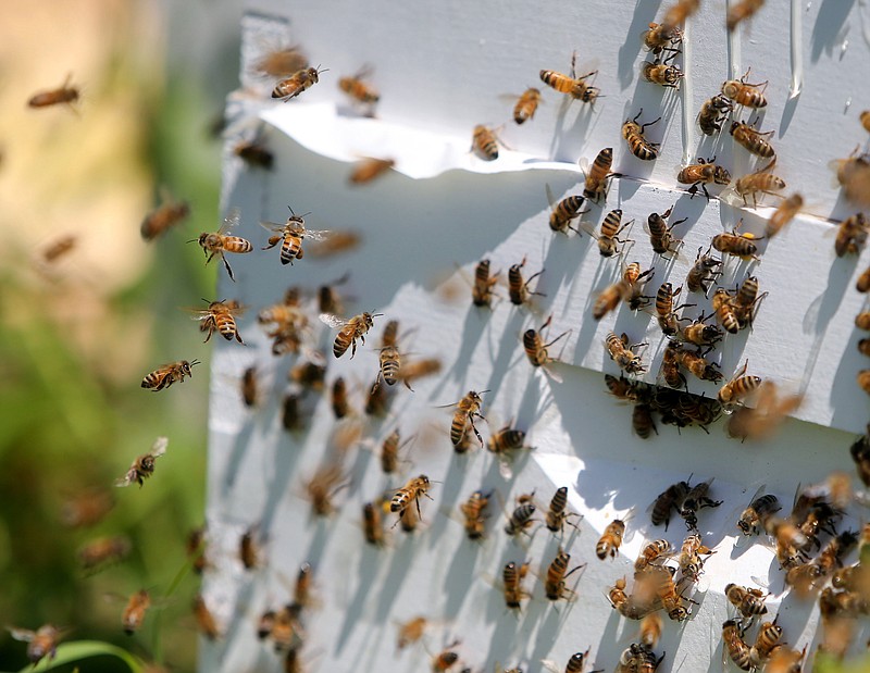 
              This photo taken Thursday, July 23, 2015, at a farm in Lakeville, Minn., shows honey bees at a bee hive. Minnesota Gov. Mark Dayton has issued an executive order restricting uses of neonicotinoid pesticides to reverse the decline of bee and other pollinator populations. Dayton made the announcement Friday, Aug. 26, 2016, at the Minnesota State Fair, joined by state agency heads and legislative leaders. He points out that pollinators are crucial to the state's $90 billion agricultural sector, but they've been in decline over the past decade.  (David Joles/Star Tribune via AP)
            