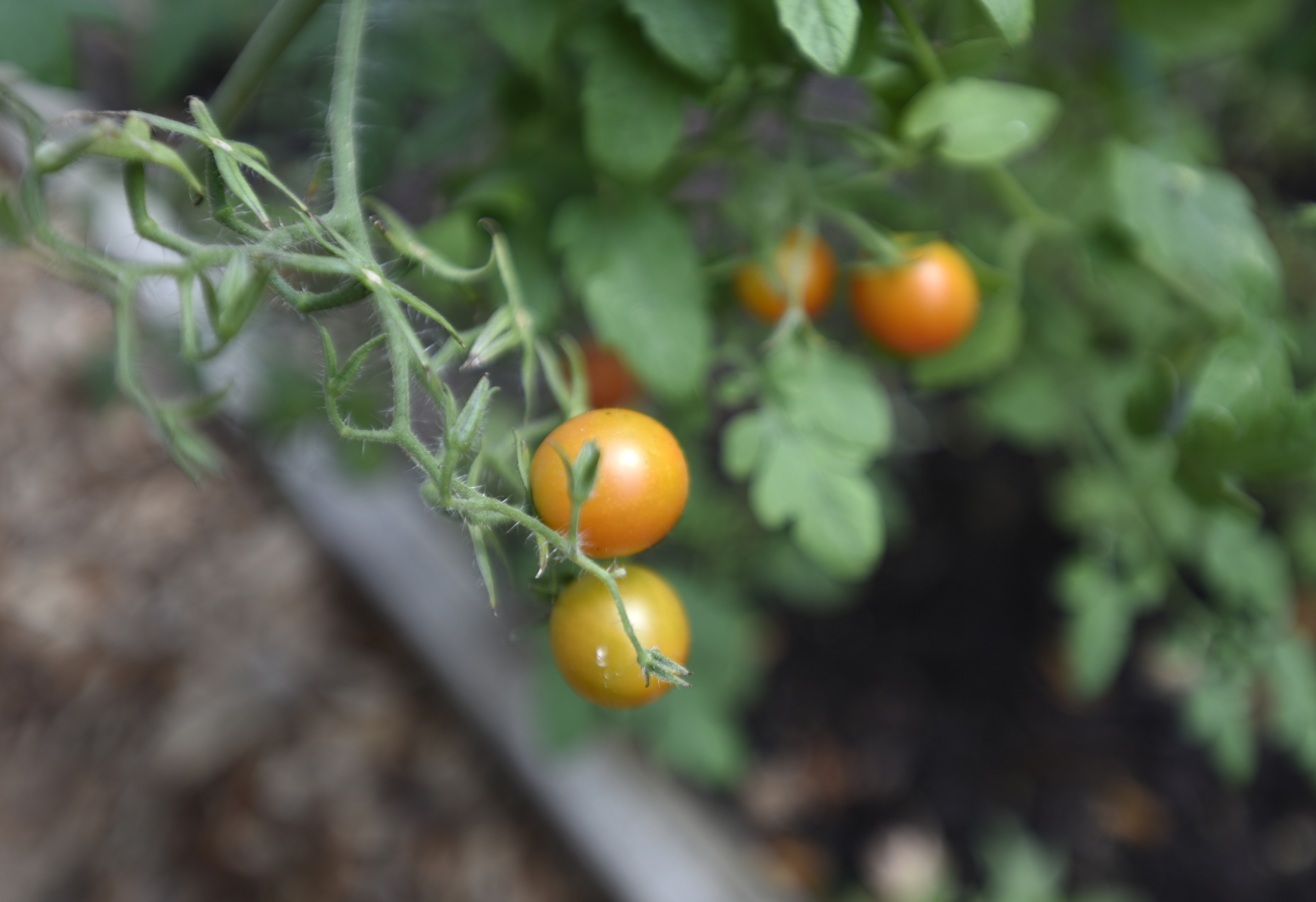 Cherry tomatoes are among the many vegetables growing in the garden at Catoosa County Jail.
