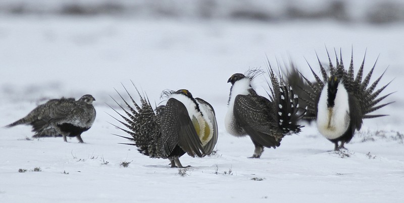 
              In this April 20, 2013 photo, male greater sage grouse perform their mating ritual for a female grouse outside Walden, Colo. Guidelines released on Thursday, Sept. 1, 2016, by federal land managers will determine what restrictions are imposed on oil and gas drilling, livestock grazing and other activities in the West to protect the greater sage grouse. (AP Photo/David Zalubowski)
            