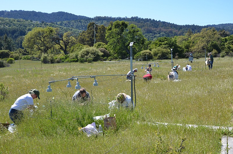 
              In this photo provided by Stanford University, participants in the Jasper Ridge Global Change Experiment sampled plots of the grassland ecosystem for 17 years. For 17 years with experiments on more than one million plants, scientists put future global warming to a real world test, growing California flowers and grasslands with extra heat, carbon dioxide and nitrogen to simulate a not-so-distant future. The results contradict a common talking point by people who downplay the threat of global warming and reject the science.    (Nona Chiariello/Stanford University via AP)
            