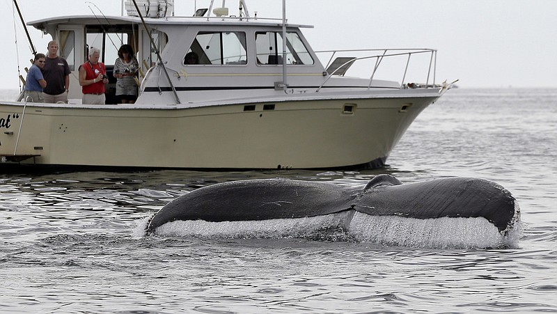 
              In this August 25, 2012 photo, boaters watch a humpback whale breach off the coast of Gloucester, Mass. Federal authorities are taking most humpback whales off the endangered species list. The National Marine Fisheries Service said Monday, Sept. 5, 2016 that nine of the 14 distinct populations of humpbacks have recovered enough in the last 40 years to warrant being removed from the endangered list. (AP Photo/Elise Amendola)
            