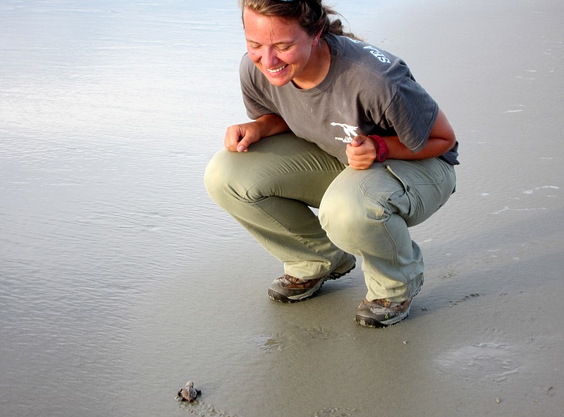This July, 2012, photo provided by the Georgia Department of Natural Resources, Molly Martin of the U.S. Fish and Wildlife Service sees her first sea turtle hatchling on Blackbeard Island, Ga.