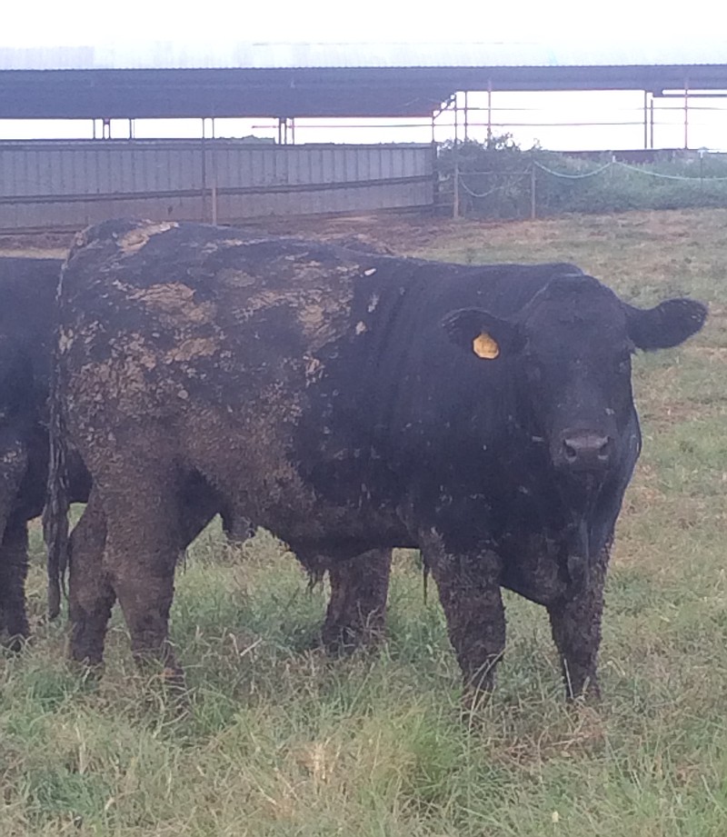 Double S Ranch, which was located in Walker County for 60 years, raises Black Angus steers.