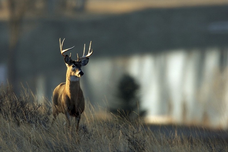 A white-tailed deer stands on a ridge overlooking the Missouri River south of Great Falls, Mont. When it comes to bringing home a buck, more and more hunters are interested in big, impressive antler racks, writes outdoors columnist Larry Case — and that's where having a quality deer population counts.
