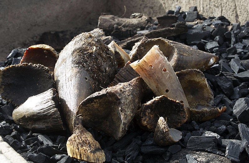 
              Rhino horns and cutting from the San Diego Zoo Safari Park were they had been collecting over the years were part of the material being burned to keep it from falling in to the wrong hands. San Diego zoo officials on Thursday burned items containing rhinoceros horn with an estimated black market value of $1 million in a symbolic gesture to show the United States is committed to ending illegal wildlife trafficking. (John Gibbins/U-T San Diego via AP)
            