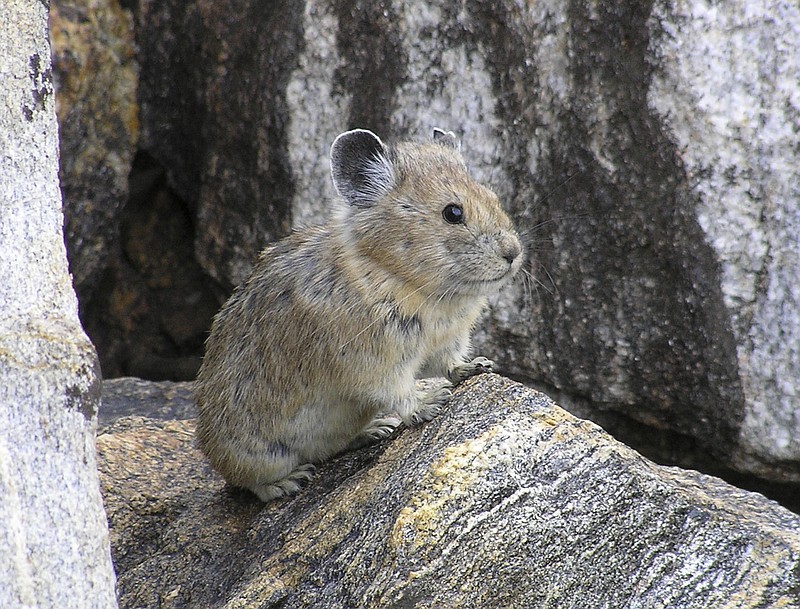 Protections Rejected For American Pika Other Species Chattanooga