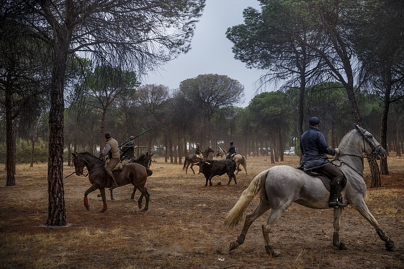 
              Men on horseback ride trough a pine tree forest chased by a a brave bull in Tordesillas, Spain, Tuesday, Sept. 13, 2016 . Men on horseback and on foot traditionally have chased the bull and speared it in front of thousands of onlookers in what became known as one of Spain's goriest spectacles, but amid increasing protests by animal rights activists the regional government last year banned the killing of bulls at town festivals, though traditional bullfights were not affected. (AP Photo/Daniel Ochoa de Olza)
            