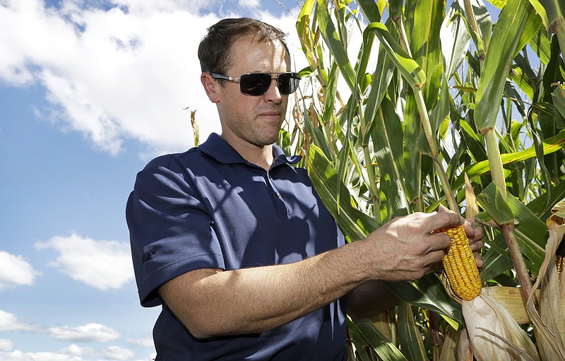 Grant Kimberley checks corn plants on his farm, Friday, Sept. 2, 2016, near Maxwell, Iowa. The men and women who grew what's expected to be the biggest corn crop the United States has ever seen won't benefit from the milestone. Prices are so low that for the third consecutive year, most corn farmers will spend more than they earn. It's a similar story for soybean producers. 