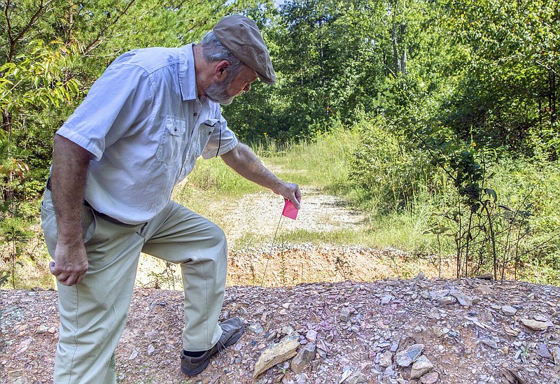 
              In this Thursday, Sept. 15, 2016, photo, Coker Creek, Tenn., resident and historical preservationist Marvin Harper observes damage to a section of the Trail of Tears in the Appalachian Mountains. The flag indicates a spot where the U.S. Forest Service used heavy equipment to make trenches and berms in what agency officials now say was in violation of federal laws, The U.S. Forest Service is apologizing after it ripped up a portion of the Trail of Tears in the Appalachian Mountains. The damage has reopened wounds for Native Americans who consider the land sacred.  (AP Photo/Erik Schelzig)
            