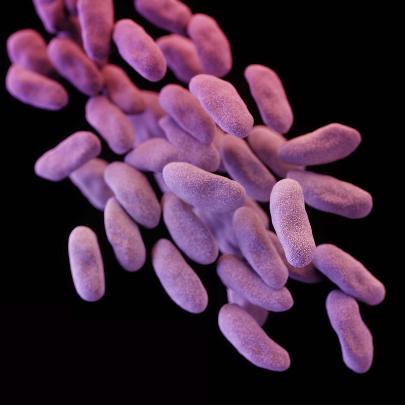 This illustration released by the Centers for Disease Control and Prevention shows a group of carbapenem-resistant Enterobacteriaceae bacteria. The image was based on scanning electron micrographic imagery. In 2016, for only the fourth time in its 70 year history, the United Nations is holding a special meeting devoted to a health issue: This time, on the rise of untreatable infections that is being propelled by the way we over-use and misuse drugs in both people and animals. (Melissa Brower/Centers for Disease Control and Prevention via AP)