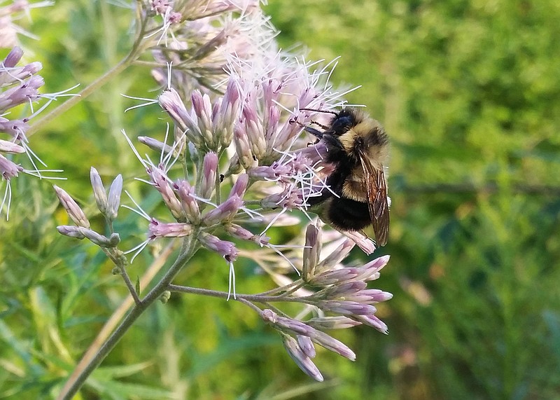 
              In this August 2015 photo provided by The Xerces Society, a rusty patched bumble bee collects pollen from a flower in Madison, Wis. The U.S. Fish and Wildlife Service on Thursday, Sept. 22, 2016, formally recommended this bumble bee for endangered status after reviewing reports from the Portland, Ore.-based Xerces Society that show the species has disappeared from about 90 percent of its historic range in the past 20 years. (Rich Hatfield/The Xerces Society via AP)
            