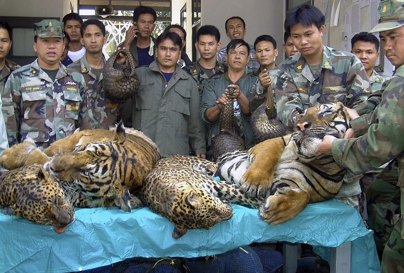 
              In this Jan. 29, 2008 file photo, Thai Navy officers and forestry officials display dead tigers, leopards and pangolins seized after a raid on an illegal wildlife trade on the bank of Mekong river in That Phanom district of Nakhon Phanom province, northeastern Thailand, when Thai officials seized 6 tigers, 5 leopards and 300 live pangolins bound for Laos. The traders fled the scene across the Mekong river to Laos. Conservation groups say Laos has promised to phase out tiger farms, which could help to curb the illegal trade in the endangered animals’ body parts and protect the depleted population of tigers in Asia. The groups say Laotian officials made the announcement in South Africa on Friday, Sept. 23, 2016, one day before the start of a meeting of the Convention on International Trade in Endangered Species of Wild Fauna and Flora, or CITES. Tiger parts are used in traditional medicine in some Asian countries. (AP Photo, File)
            