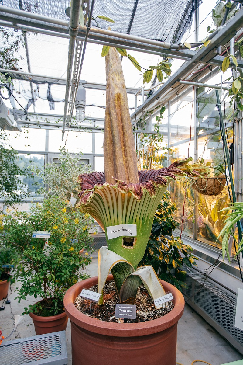 
              This photo provided by Dartmouth College shows titan arum — or corpse flower in Hanover, N.H. Named Morphy, the corpse flower began opening at Friday, Sept. 23, 2016 at Dartmouth College's Life Sciences Greenhouse. The 7 ½-foot flower is expected to be fully open on Saturday before it starts to collapse on Sunday. (Robert Gill/Dartmouth College via AP)
            