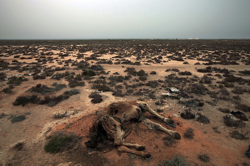 
              FILE - This Saturday, March 12, 2011 picture shows a dead camel in the desert outside the southeastern village of Ben Guerdane, Tunisia, close to the border with Libya. Struggling with extremism and economic woes, Tunisia now faces another menace: persistent drought across several regions that is threatening farming, a pillar of the economy, and creating new social tensions. (AP Photo/Lefteris Pitarakis, File))
            