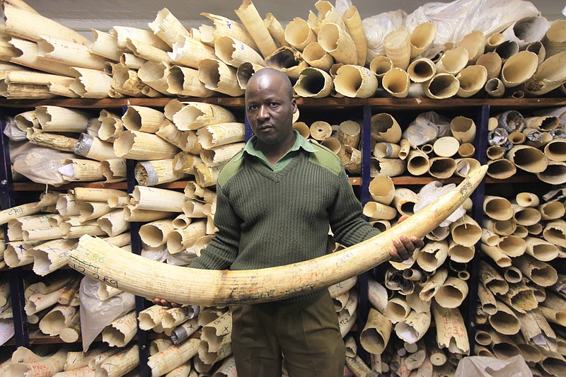 In this Thursday, June, 2, 2016 file photo, a Zimbabwe National Parks official holds an elephant task during a tour of the country's ivory stockpile at the Zimbabwe National Parks Headquarters in Harare. Africa is divided over how to conserve elephants whose population has plummeted in the last decade.Namibia, Zimbabwe and South Africa favour selling ivory stockpiles but are opposed by about 30 African countries that want to tighten an international ban on the ivory trade. (AP Photo/Tsvangirayi Mukwazhi, file)