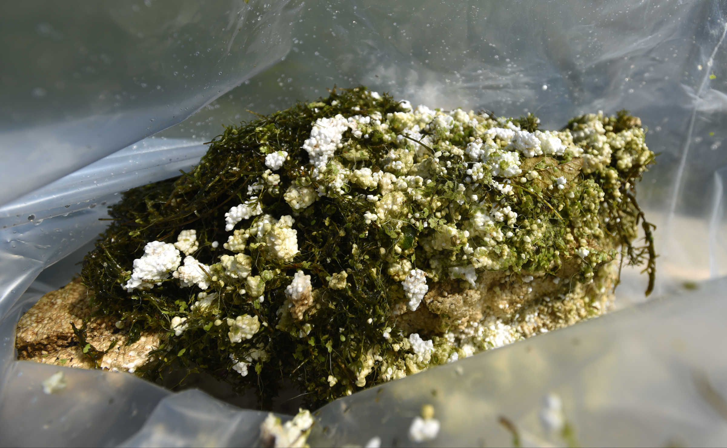 Styrofoam pieces pulled from the river are bagged Wednesday, Sept. 28, 2016 in the Tennessee River Gorge in Marion County. Some Tennessee Aquarium and Clean Harbors staff members spent part of the afternoon on the water picking up trash in advance of the Tennessee River Rescue, which takes place Saturday.