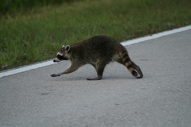 An oral rabies vaccine being distributed in Signal Mountain to prevent the spread of the disease in wild raccoons, coyotes and foxes.