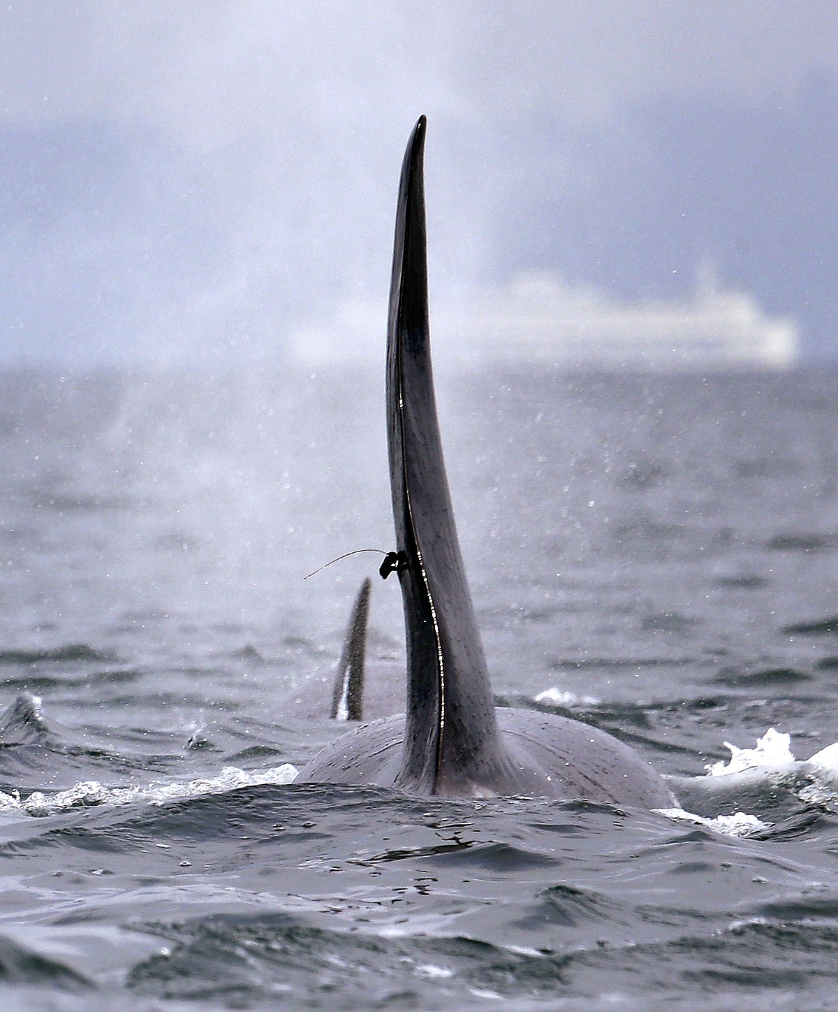 Tagging source of infection that contributed to orca's death ...