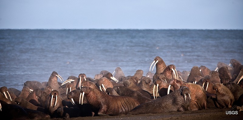 
              In this Sept., 2013, photo provided by the United States Geological Survey (USGS), walruses gather to rest on the shores of the Chukchi Sea near the coastal village of Point Lay, Alaska.  Pacific walrus are beginning to come ashore near the remote community on Alaska's northwest coast in what's become a marine mammal phenomenon caused by a warming climate. Walrus prefer resting on sea ice to look out for predators such as polar bears. But in 2007, they began coming ashore on the northwest Alaska coast because of receding summer sea ice as Arctic temperatures have warmed. (Ryan Kingsbery/USGS via AP)
            