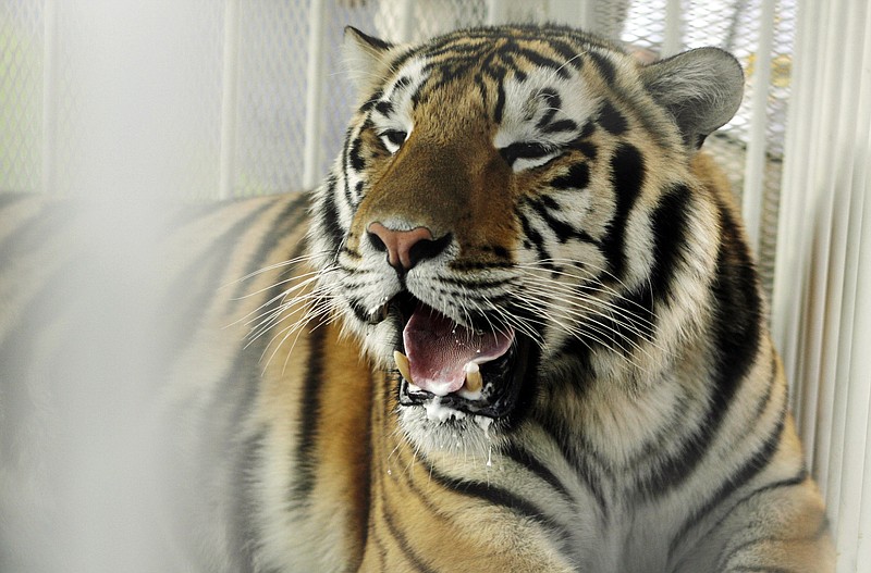 FILE - In this Oct. 6, 2007, file photo, LSU mascot Mike VI, a part Bengal and Siberian tiger, sits in his cage on the field for his first time before an NCAA college football game between LSU and Florida in Baton Rouge, La. Officials said Louisiana State University's live tiger mascot has been transferred to hospice care and will no longer be out in the yard of his campus habitat. Mike VI was diagnosed in May 2016 with a rare and inoperable form of cancer. (AP Photo/Alex Brandon, File)