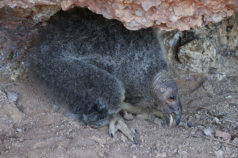 
              This June 14, 2016, photo provided by the National Park Service shows condor chick 828 in her nest at 60 days of age in Pinnacles National Park near Paicines, Calif. The California condor chick has hatched in the wild, survived and flown out of its nest at Pinnacles National Park for the first time since the 1890s, officials said Wednesday, Oct 12, 2016. (Gavin Emmons/National Park Service via AP)
            