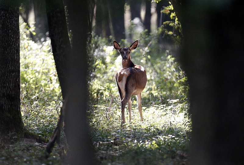 
              In this photo from Sunday, Oct. 9, 2016, a doe looks back in the forest near Knezevo, northeast Croatia, near the border with Hungary. Thousands of deer and other wild animals have become the unintended victims of Hungary’s attempts to prevent migrants crossing the border from Croatia _ their natural habitat is disrupted by kilometers of barbed wire fence. (AP Photo/Darko Bandic)
            