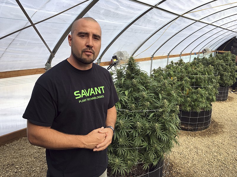 
              James Knox, president of Savant Plant Technologies that sells supplies to growers stands ear Marijuana plants in Corvallis, Ore., Sept. 30, 2016. Knox says that when an adjacent county put a moratorium on pot businesses, six of his top customers who were marijuana growers left, causing a 40-percent drop in his company's gross revenue. (AP Photo/Andrew Selsky)
            