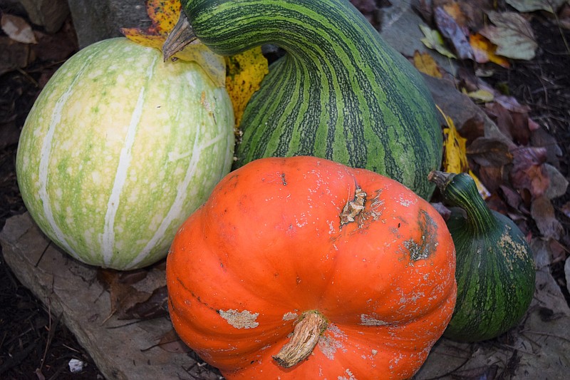 Winter squashes come in all shapes, colors and sizes and fill farmer's markets this time of year.