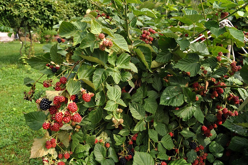 Learn how to prune and trellis your blackberries at Crabtree Farms