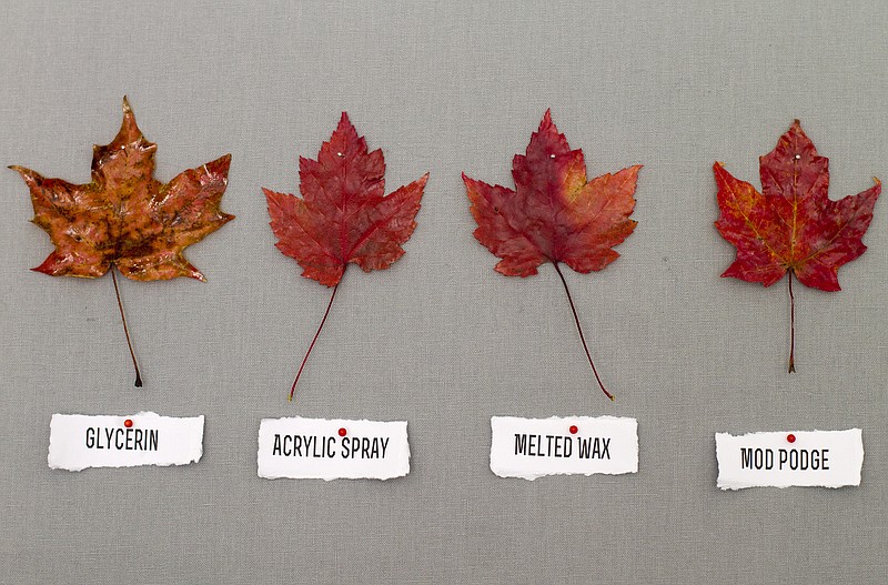 Here are examples of leaves preserved by different methods, noted below each leaf.