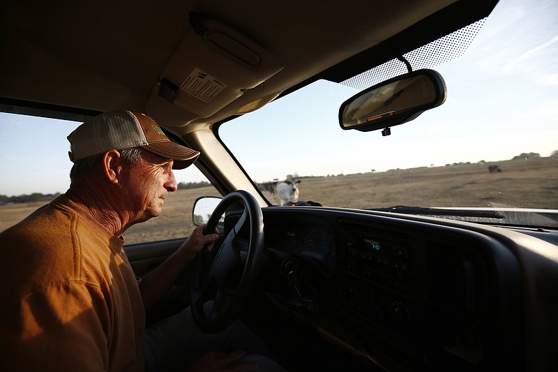 In this Wednesday, Oct. 26, 2016 photo, Alabama farmer David Bailey looks out of his truck window at his remaining cows, in Dawson, Ala. He looks at the dirt filled farm where green grass used to be ankle deep, says Bailey. Bailey had to sell off half of his cattle heard, more than 100 animals, because he doesn't have enough hay to feed them through the winter. Some of the South's most beautiful mountains and valleys are filling with desperation as a worsening drought kills crops, threatens cattle and sinks lakes to their lowest levels in years. (AP Photo/Brynn Anderson)