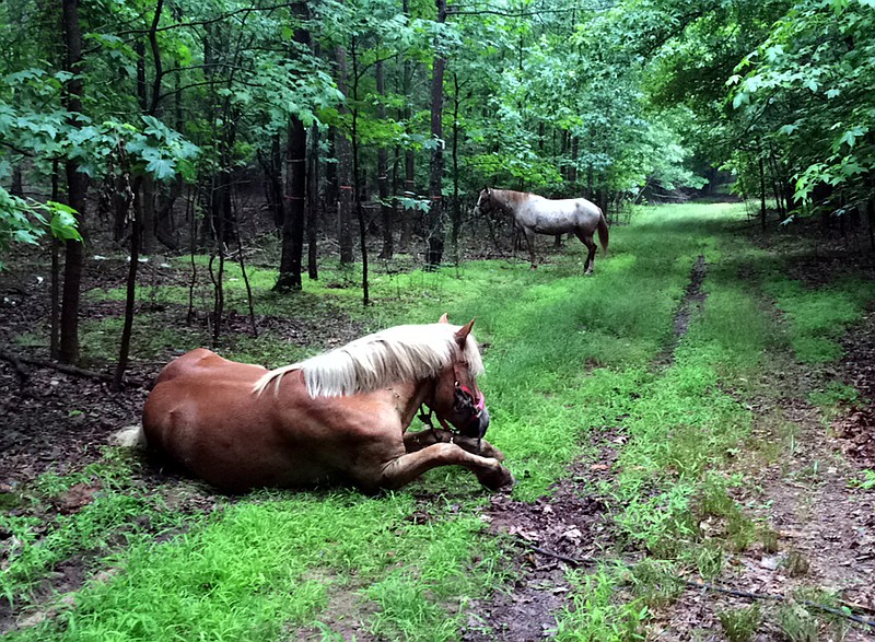 
              In this June 28, 2016 photo, horses belonging to Tod "Doc" Mishler are pictured near Clay Pit State Park in the Staten Island borough of New York. The 80-year-old cowboy, who was arrested in June, 2016 on animal cruelty charges after investigators concluded his horses were malnourished, is suing the city for the return of his horses. (Anthony DePrimo/Staten Island Advance via AP)
            