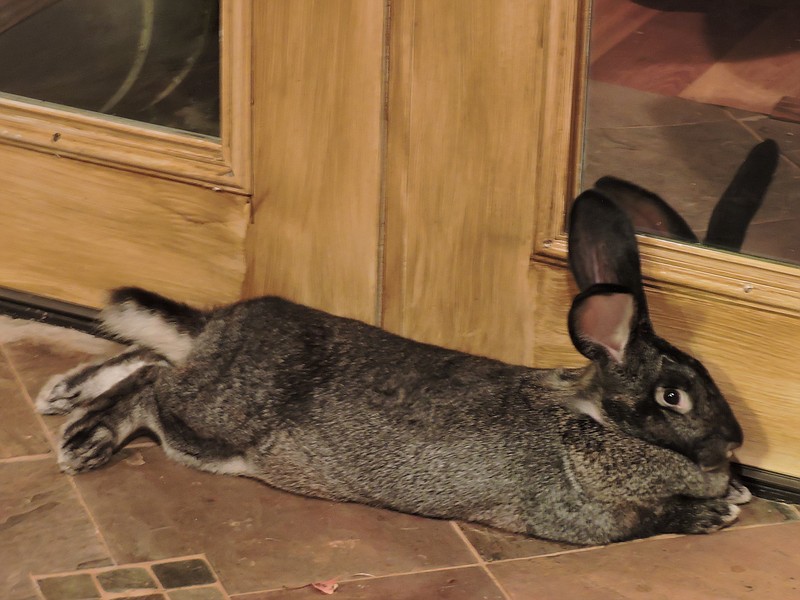 This steel gray junior doe Flemish Giant rabbit named Phoebe is the overall winner and Best of Show rabbit from the recent Georgia National Fair held in Perry, Ga. Phoebe is the prize rabbit of the Deck family in Chickamauga.
