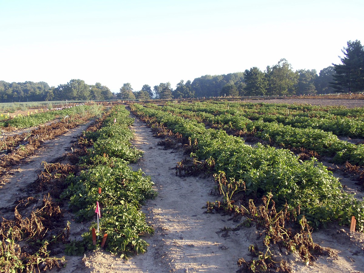 Engineering Potato US approves 2 types of genetically engineered potatoes | Chattanooga ...
