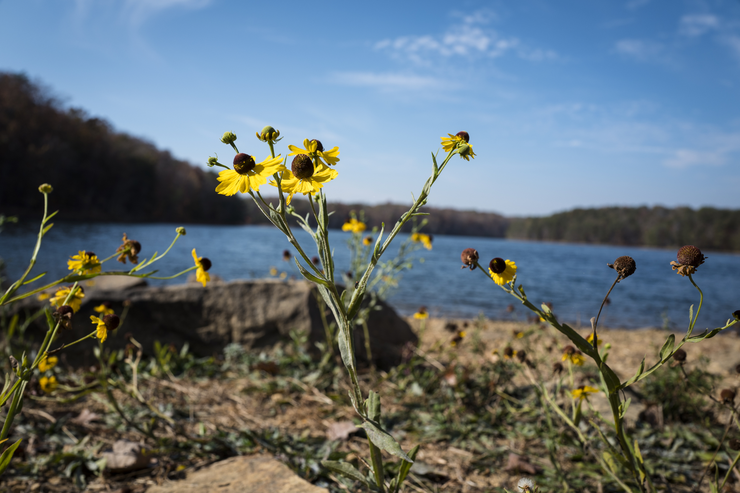Flowers are seen on a shore at Fall Creek Falls State Park on Wednesday, Nov. 2, 2016, in Spencer, Tenn. A plan to demolish the park's existing inn and replace it with a new facility that is privately run has apparently been renewed, and the process would take more than 2 years.