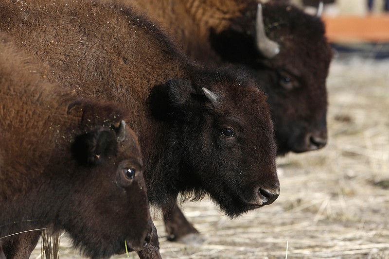 
              Bison await their release Thursday, Nov. 3, 2016 on the Wind River Indian Reservation near Morton, Wyo. Ten genetically pure bison from the Neal Smith National Wildlife Refuge in Iowa were released on Eastern Shoshone land. (Alan Rogers/The Casper Star-Tribune via AP)
            