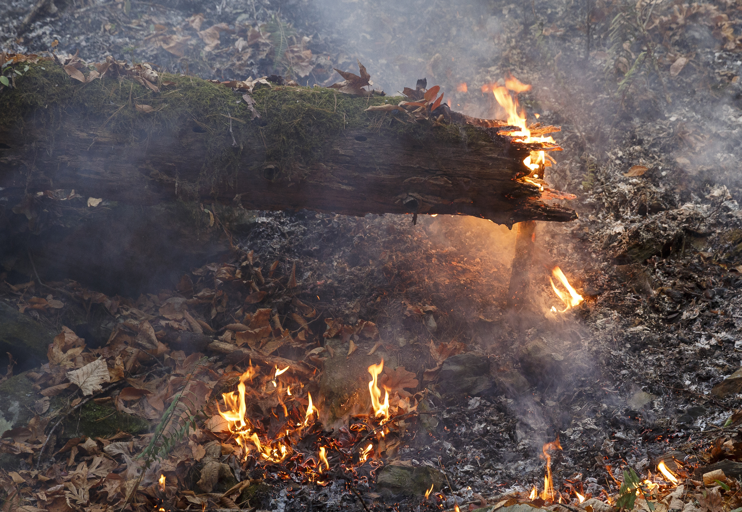A section of underbrush burns as firefighters battle the Rough Ridge wildfire in the Cohutta Wilderness of the Chattahoochee-Oconee National Forest on Friday, Nov. 18, 2016, near Chatsworth, Ga. The wildfire, which was started by lightning in mid-October, has burned in mostly wilderness areas.