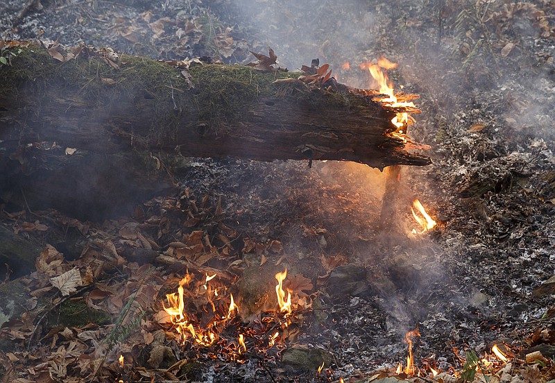A section of underbrush burns as firefighters battle the Rough Ridge wildfire in the Cohutta Wilderness of the Chattahoochee-Oconee National Forest on Friday, Nov. 18, 2016, near Chatsworth, Ga. The wildfire, which was started by lightning in mid-October, has burned in mostly wilderness areas.