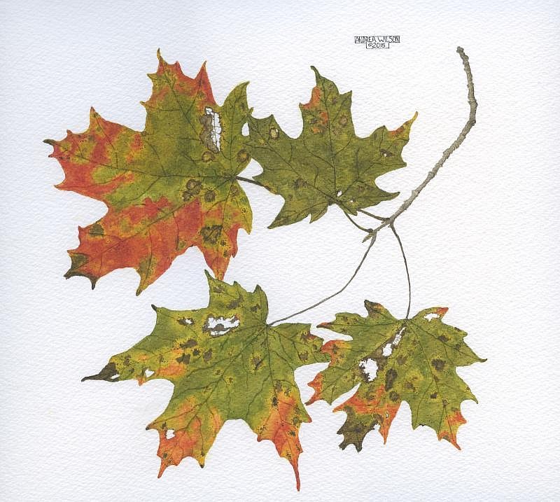"Sugar Maple Branch," above, is a watercolor on paper, 19.5 by 19.5 (framed), $1,295, by Andrea Wilson.