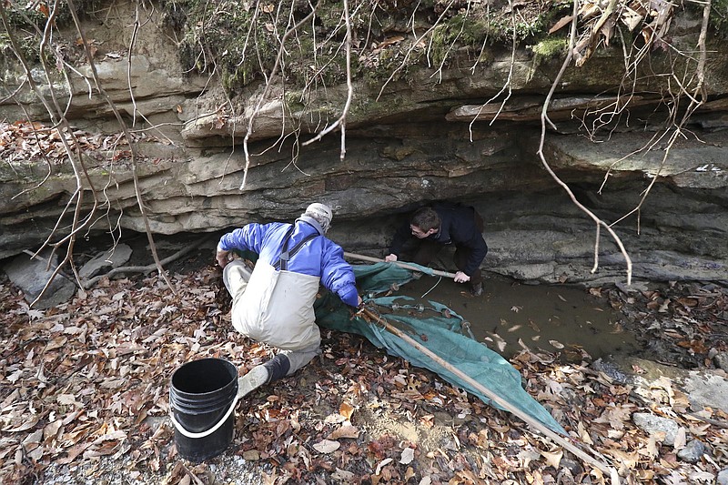 Staff Photo by Dan Henry / The Chattanooga Times Free Press- 11/22/16. Bernie Kuhajda, left, Clay Raines and other Wildlife and Tennessee Aquarium representatives drag whats left of  the Lick Branch of Moccasin Creek on November 18, 2016 to record, capture and rescue the Laurel Dace minnow which have been affected by the drought.  The Laurel Dace is a rare minnow found along Walden's Ridge in the Bledsoe and Rhea County streams.