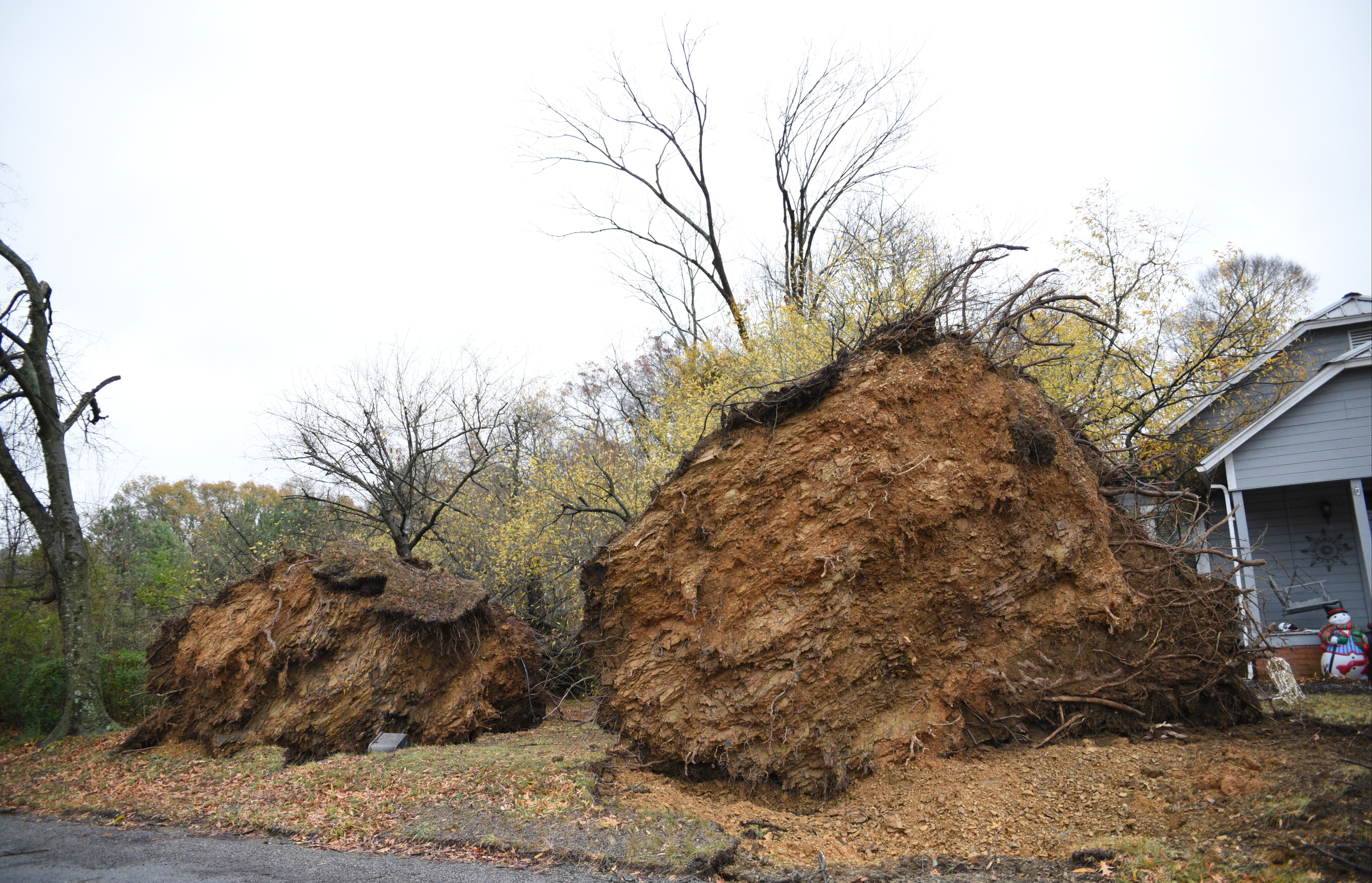 Trees lie across a yard Wednesday, Nov. 30, 2016, on Stump Street in Polk County after a tornado swept through the area early Wednesday.