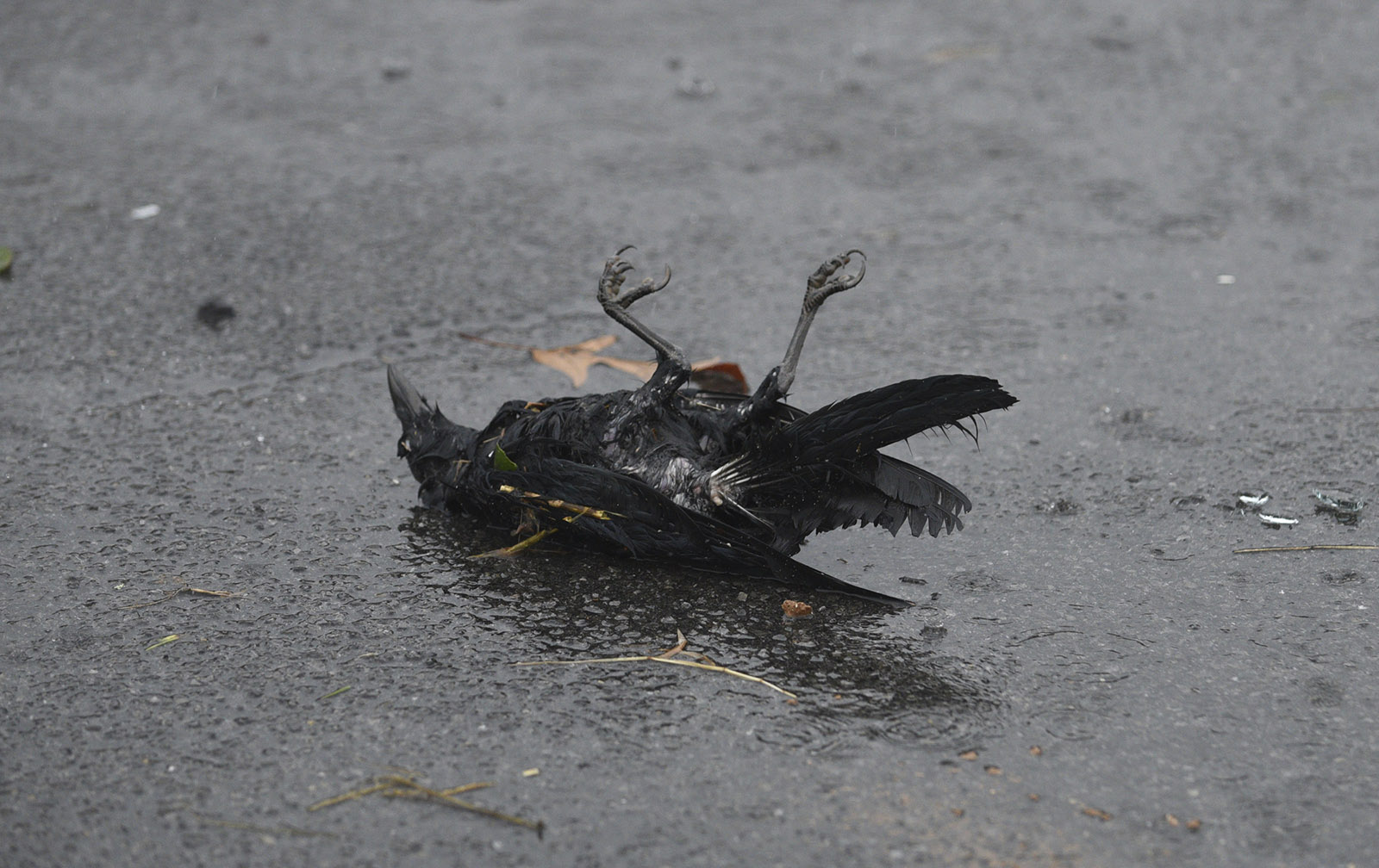 A dead crow lies in a parking lot on South White Street in Athens, Tenn., Wednesday, Nov. 30, 2016 after a tornado swept through the area early Wednesday morning.