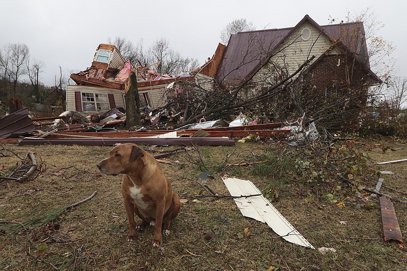 Staff Photo by Dan Henry / The Chattanooga Times Free Press- 11/30/16. A dog sits patiently in front of the Brown residence which was destroyed by a suspected tornado in Ider, AL., on Wednesday, Nov 30, 2016. The overnight storm destroyed Sand Mountain structures and killed three people in the neighboring town of Rosalie, AL.